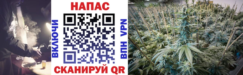 Канабис план Гатчина